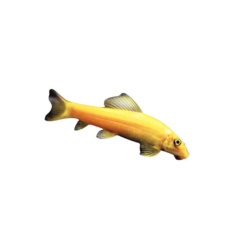 Gyrinocheilus aymonieri Gold