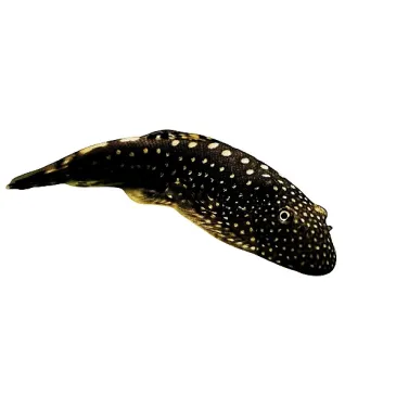 Gastromyson Boremensis