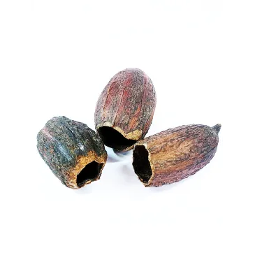 Cabosses de Cacao