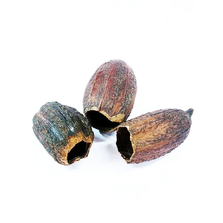 Cabosses de Cacao