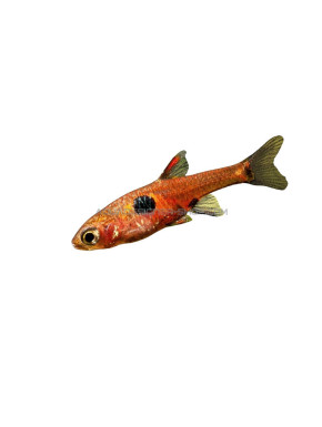 Boraras naevus