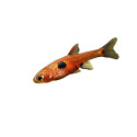 Boraras naevus