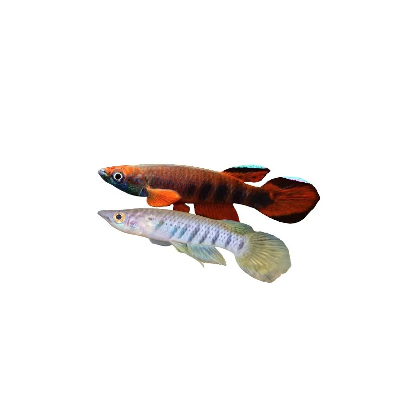 Epiplatys Roloffi couple