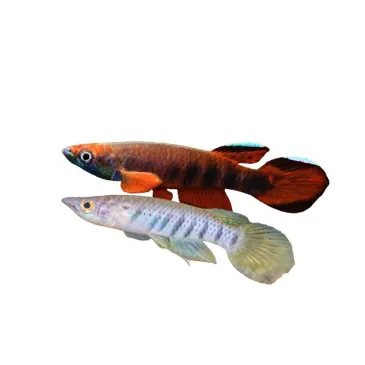 Epiplatys Roloffi couple
