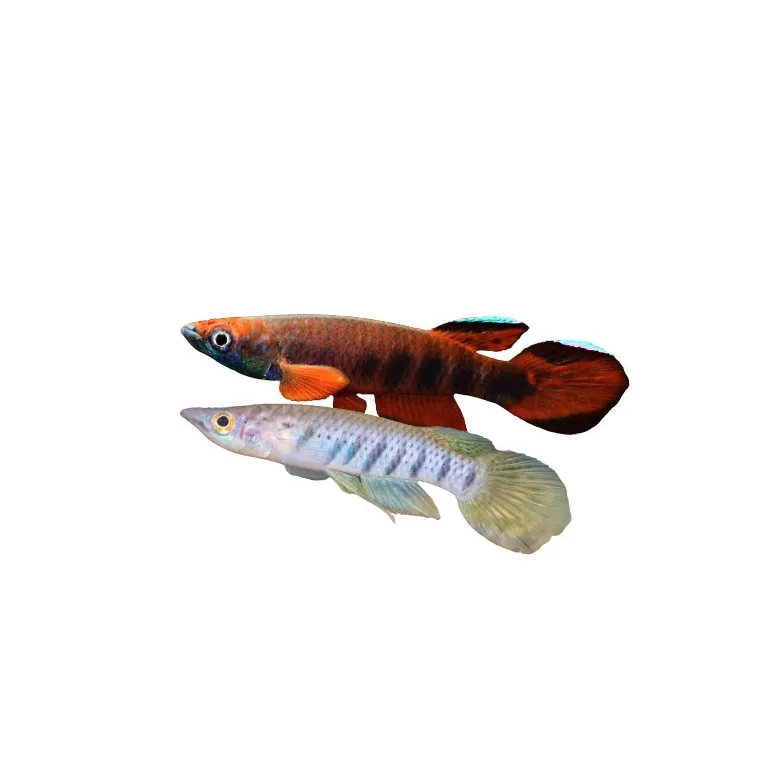 Epiplatys Roloffi couple