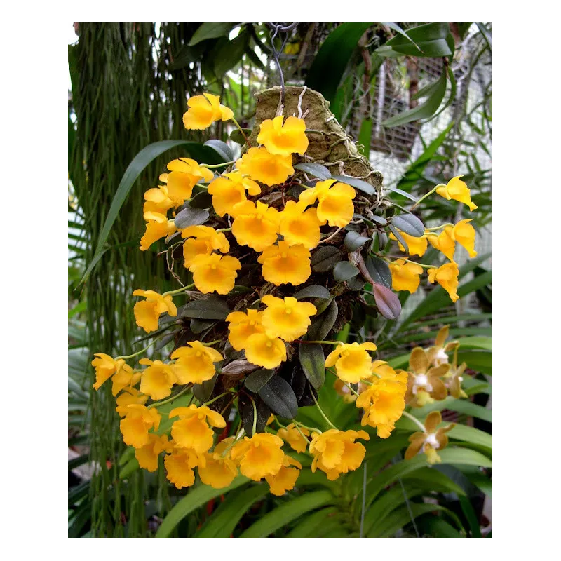 Mini Orchidée Dendrobium jenkinsii