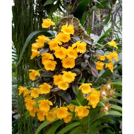 Mini Orchidée Dendrobium jenkinsii