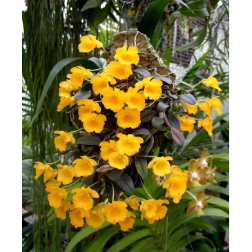 Mini Orchidée Dendrobium jenkinsii