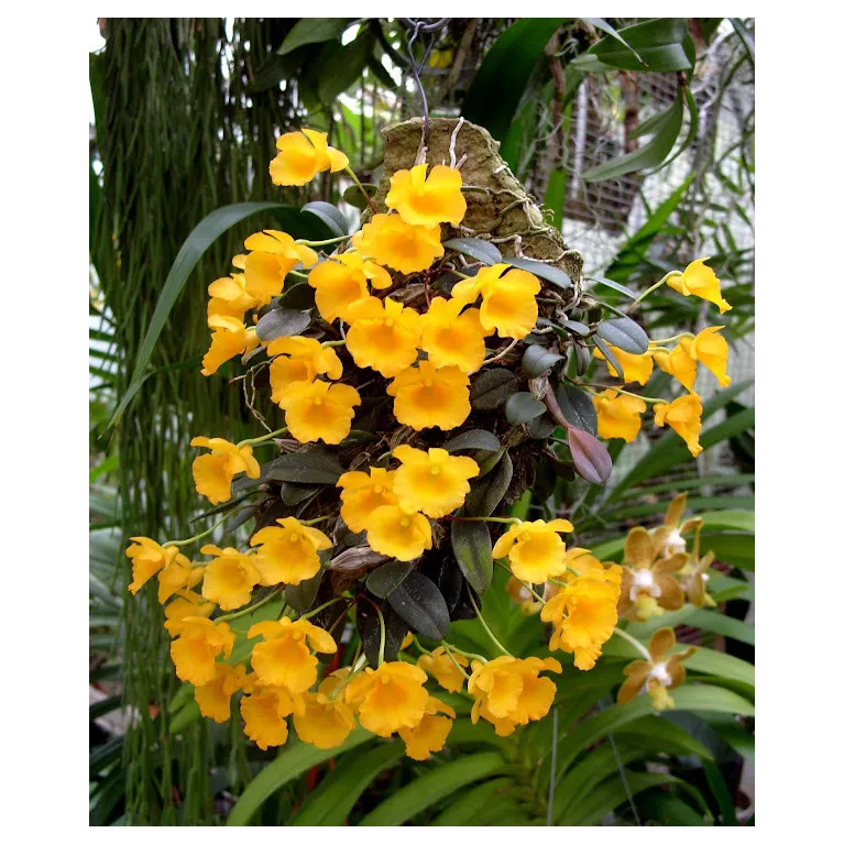 Mini Orchidée Dendrobium jenkinsii