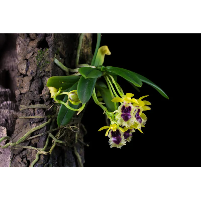 Mini Orchidée Haraella retrocalla