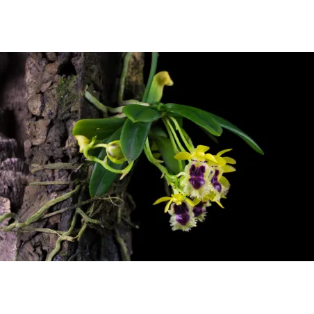 Mini Orchidée Haraella retrocalla