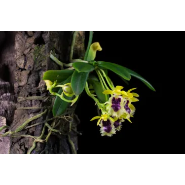 Mini Orchidée Haraella retrocalla
