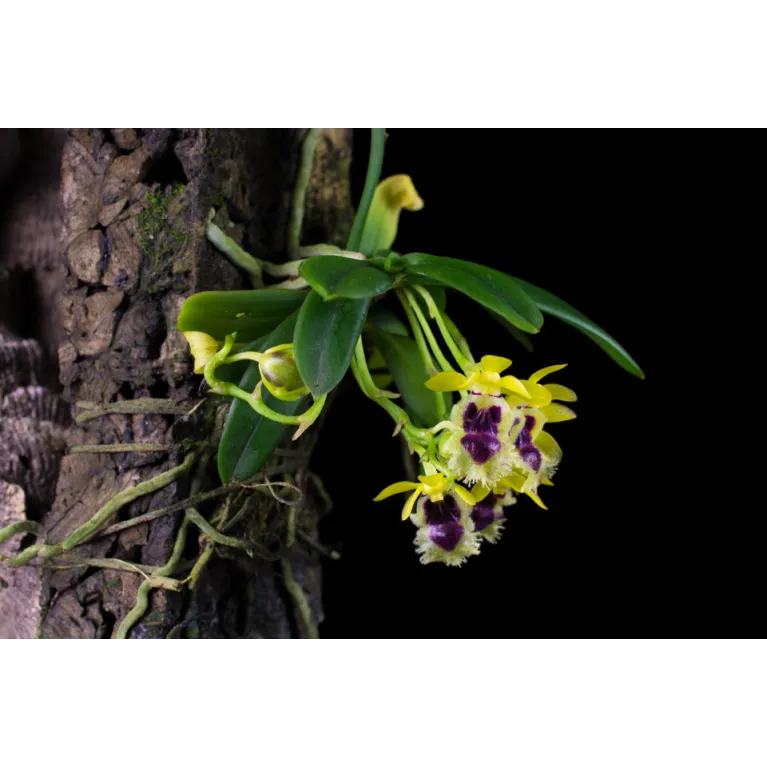 Mini Orchidée Haraella retrocalla
