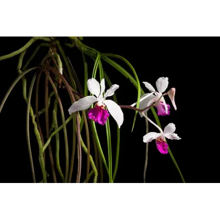 Mini Orchidée Holcoglossum kimballianum