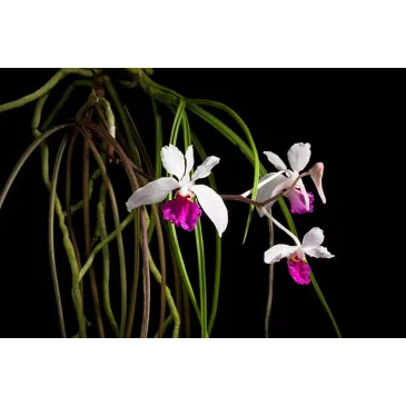 Mini Orchidée Holcoglossum kimballianum