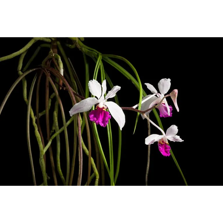 Mini Orchidée Holcoglossum kimballianum