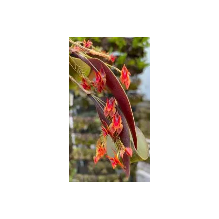 Mini Orchidée Lepanthes stellaris