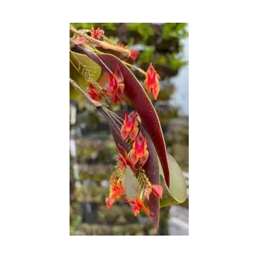 Mini Orchidée Lepanthes stellaris