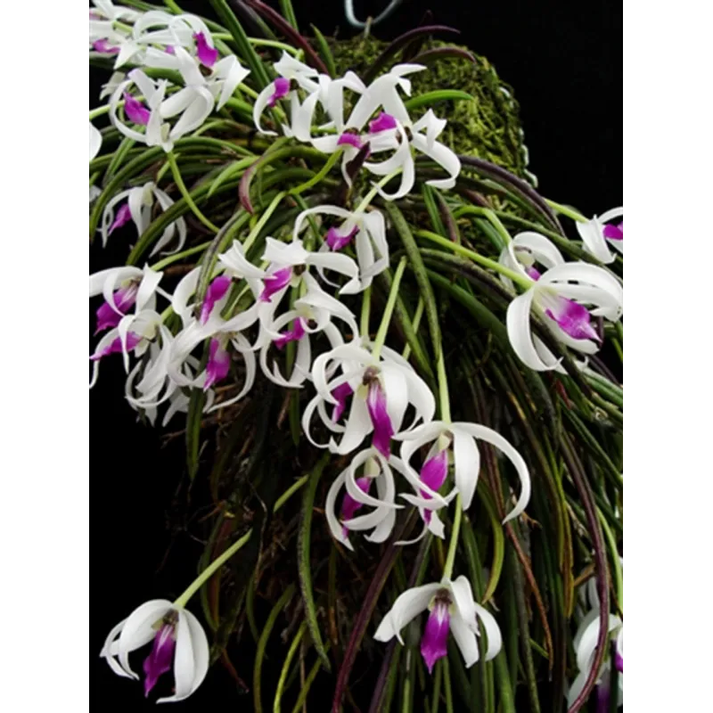 Mini Orchidée Leptotes bicolor