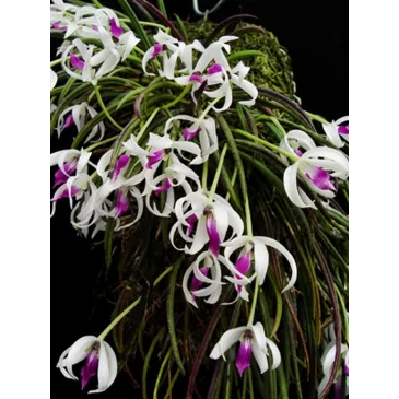 Mini Orchidée Leptotes bicolor