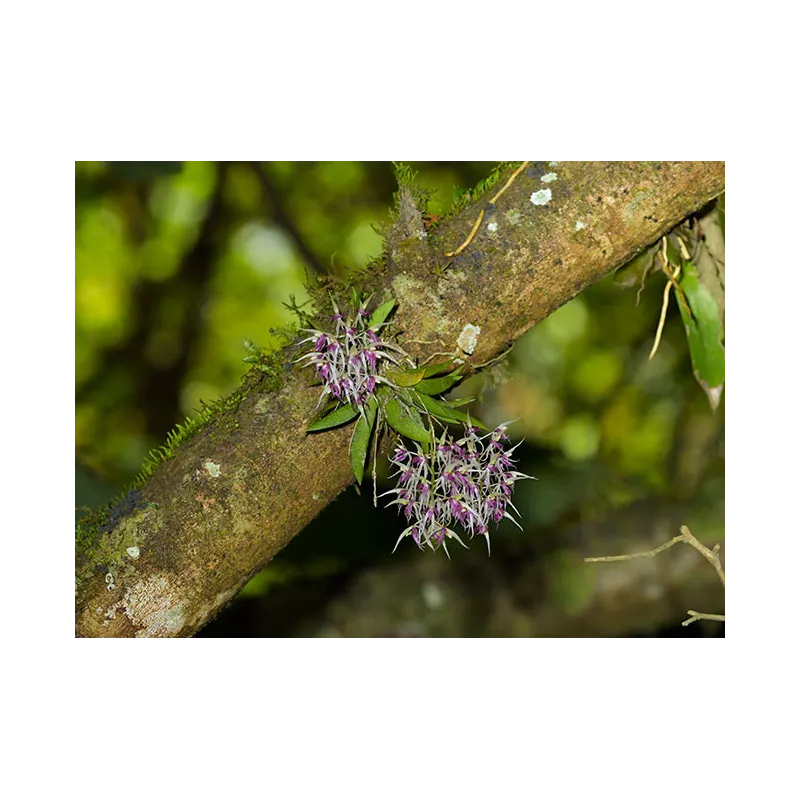 Mini Orchidée Macroclinium Hybrid