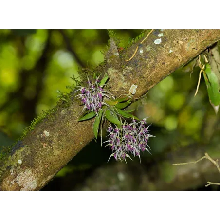 Mini Orchidée Macroclinium Hybrid