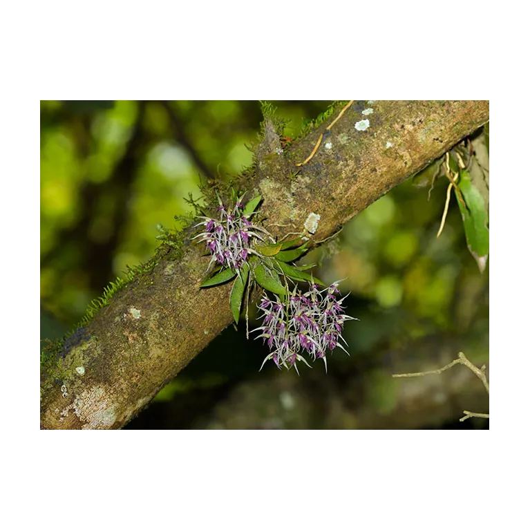 Mini Orchidée Macroclinium Hybrid