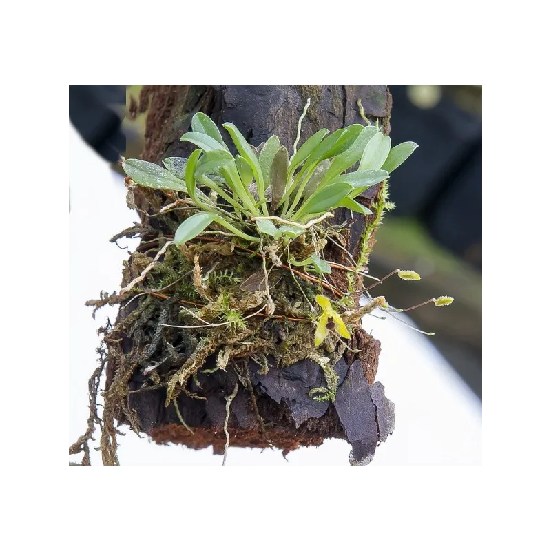 Mini Orchidée Muscarella trullifera