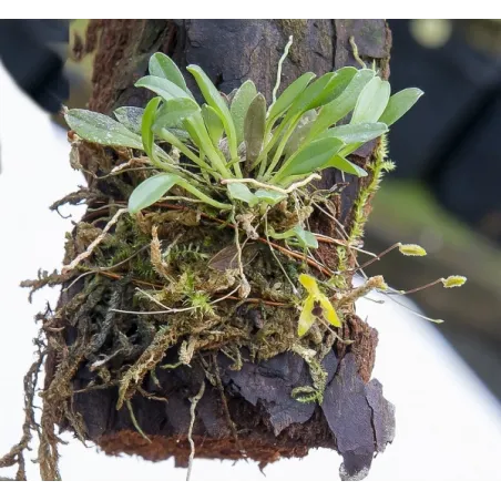 Mini Orchidée Muscarella trullifera