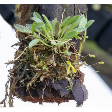 Mini Orchidée Muscarella trullifera