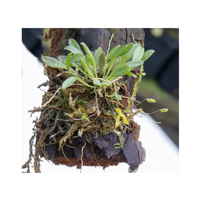 Mini Orchidée Muscarella trullifera