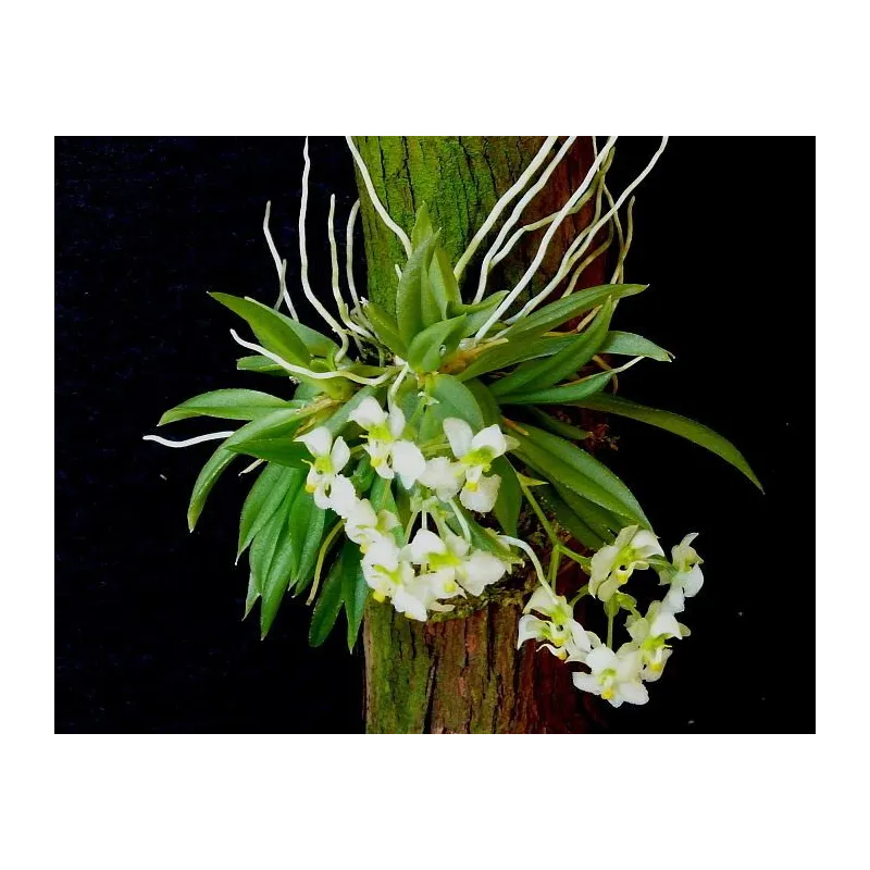 Mini Orchidée Zygostates grandiflora