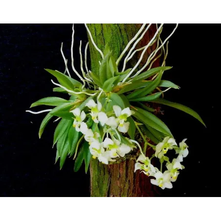 Mini Orchidée Zygostates grandiflora
