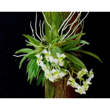Mini Orchidée Zygostates grandiflora
