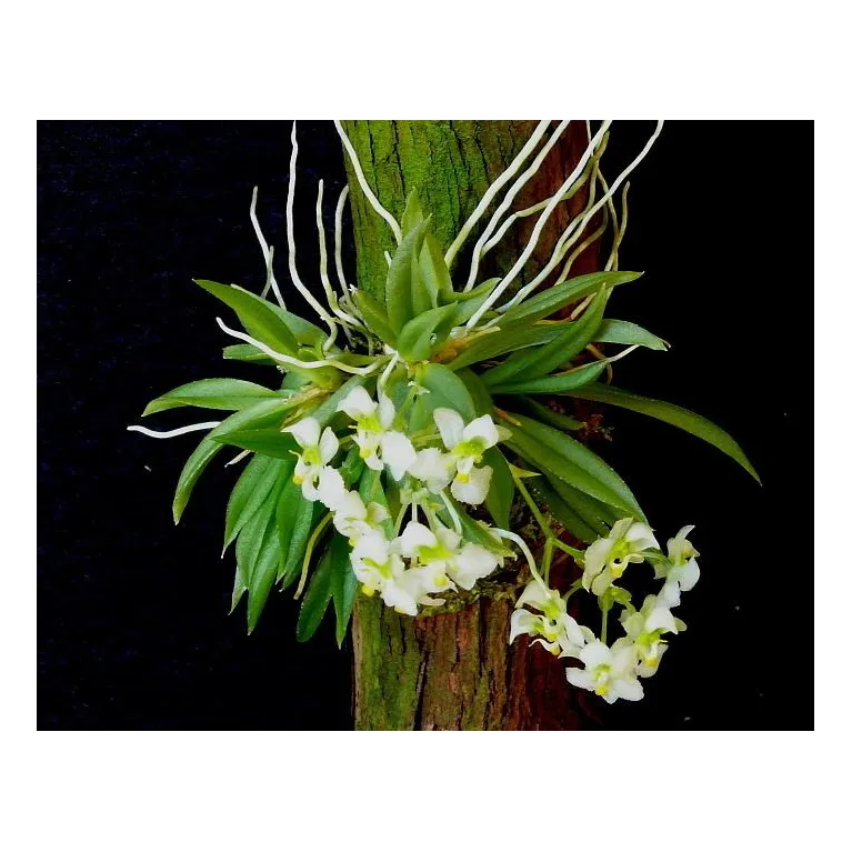 Mini Orchidée Zygostates grandiflora