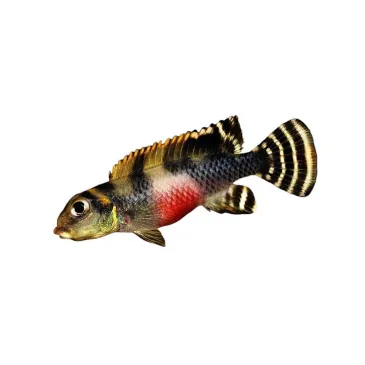nanochromis transvestitus
