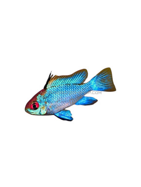Mikrogeophagus Ramirezi electric blue