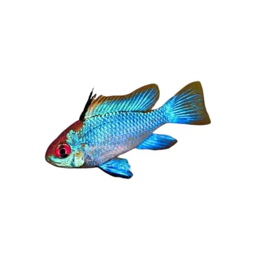 Mikrogeophagus Ramirezi electric blue