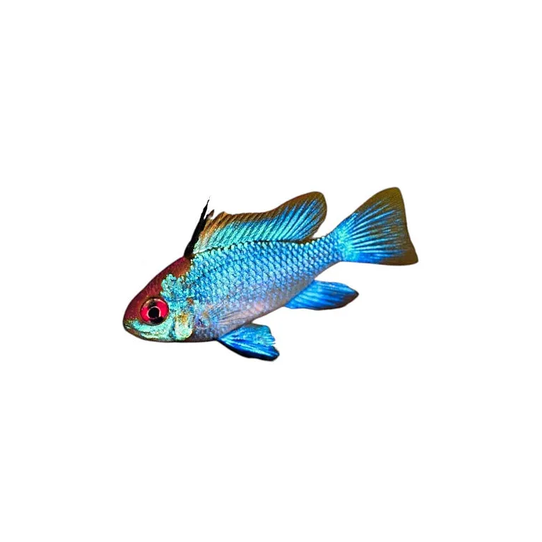 Mikrogeophagus Ramirezi electric blue