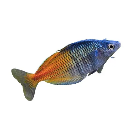 Poisson arc-en-ciel - Melanotaenia boesemani