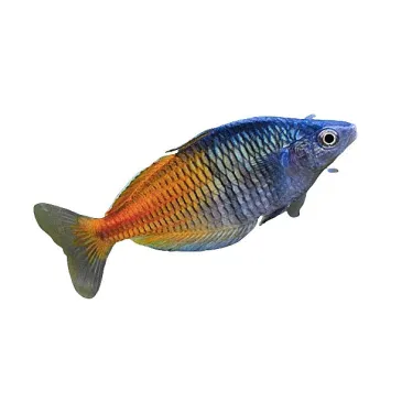 Poisson arc-en-ciel - Melanotaenia boesemani
