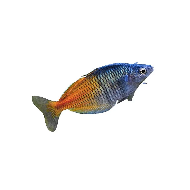 Poisson arc-en-ciel - Melanotaenia boesemani