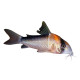 Corydoras adolfoi