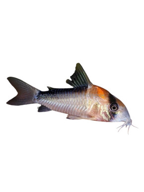 Corydoras adolfoi