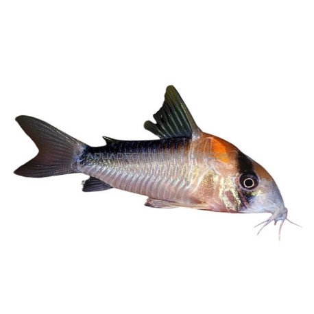 Corydoras adolfoi