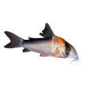 Corydoras adolfoi