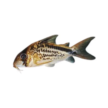Corydoras Loxozonus