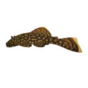 Ancistrus bodenhameri