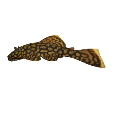 Ancistrus bodenhameri