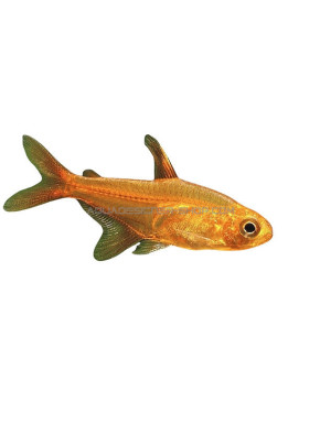 tétra amande - Hyphessobrycon amandae